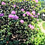 The Stella Rose B&B