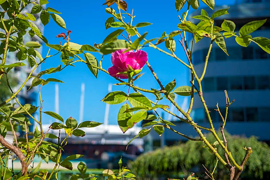 Rosedale On Robson Suite Hotel