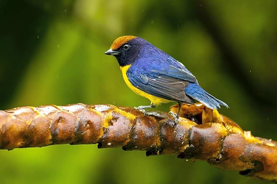 Birds & Breakfast Costa Rica