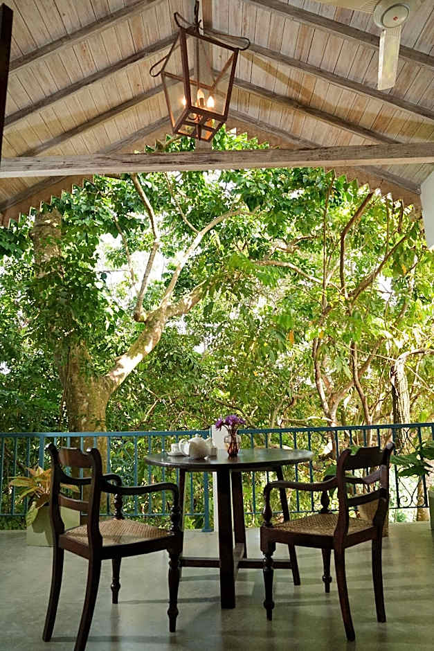 Ceylon Olive