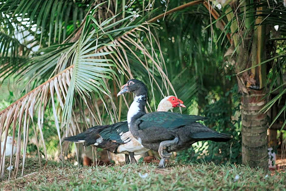 La Vieille Cheminée, Tropical Farm & Eco-Lodges