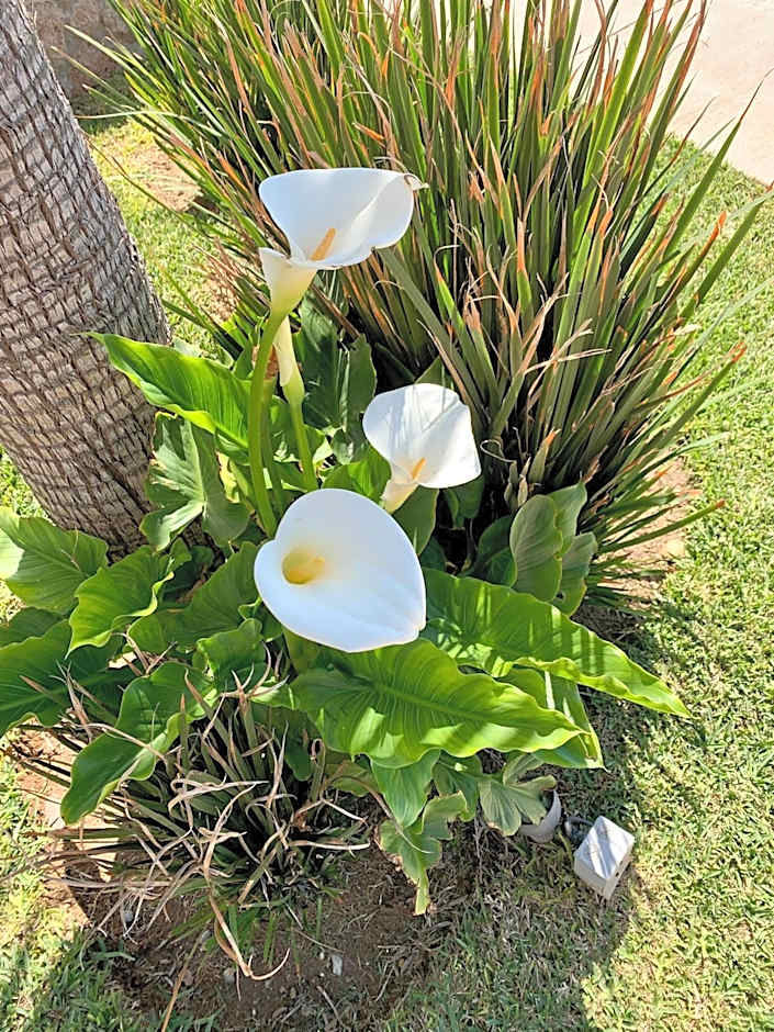 La Jolla Excellence, Exclusive Front Beach!