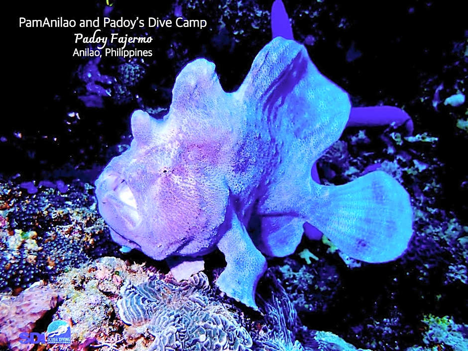 PamAnilao and Padoy's Dive Camp