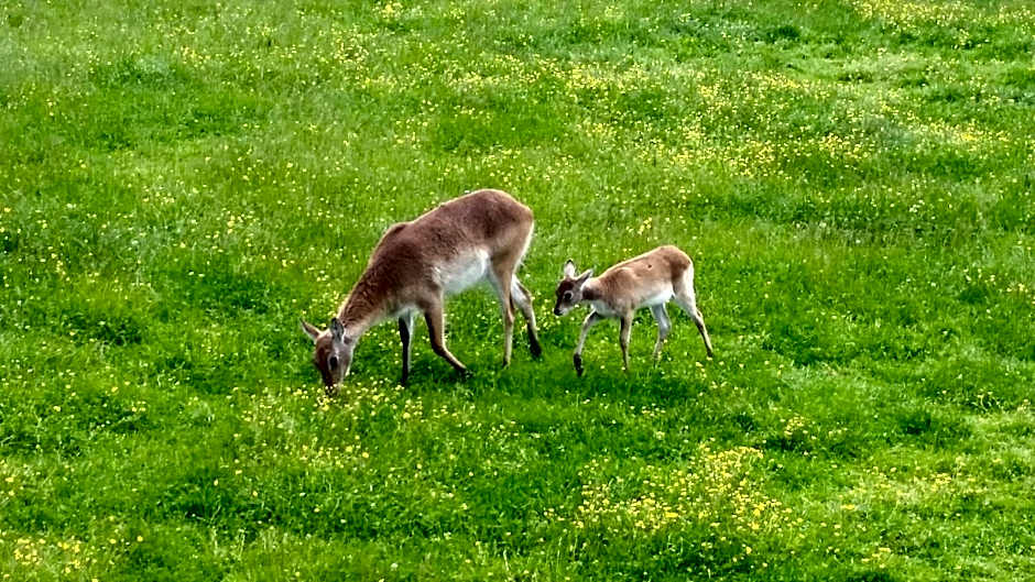Les Lodges Du Reynou