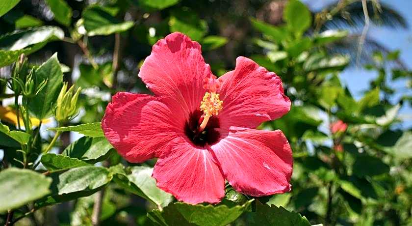 Hotel Tulip Ishigakijima