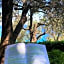 Villa Degli Ulivi B&B