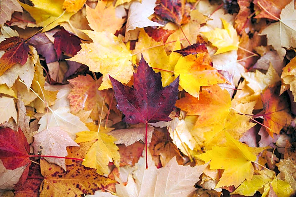 Schroeders City-Style-Hotel