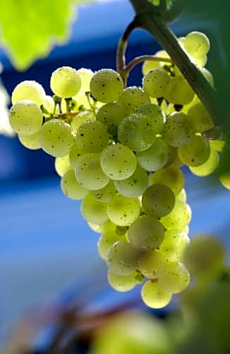Weinhotel Hubertus Garni