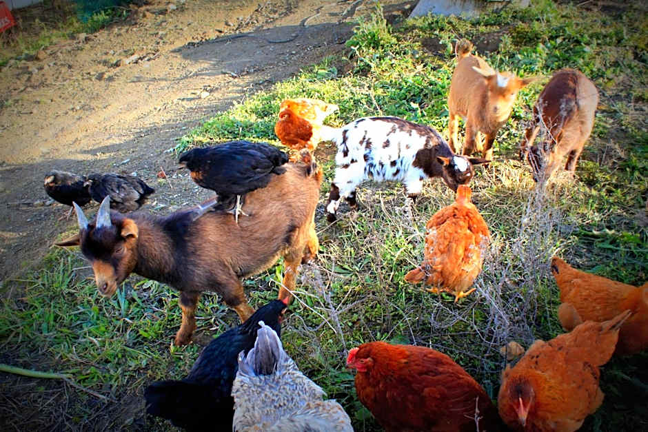 Hotel O Gato - Edificio Standard