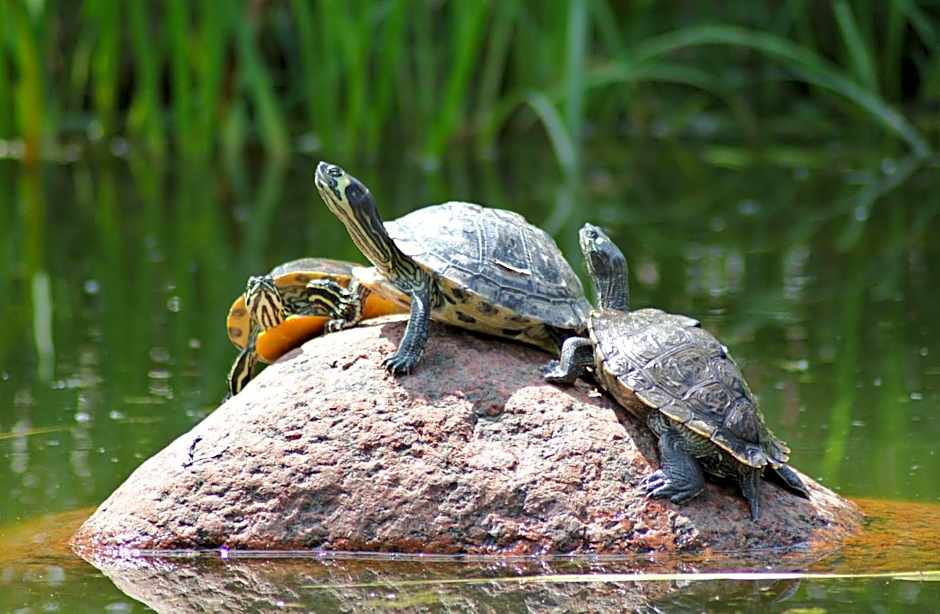 Hotel Zum Hackstück