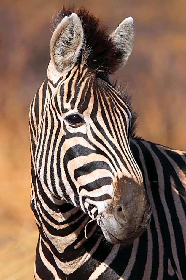 Zazu Private Bush Lodge, Formerly Masodini