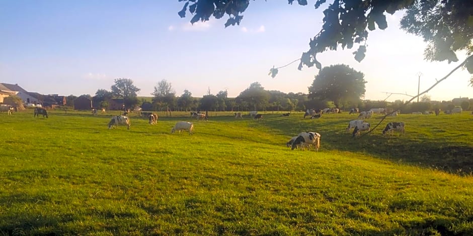 Aux pieds des vaches