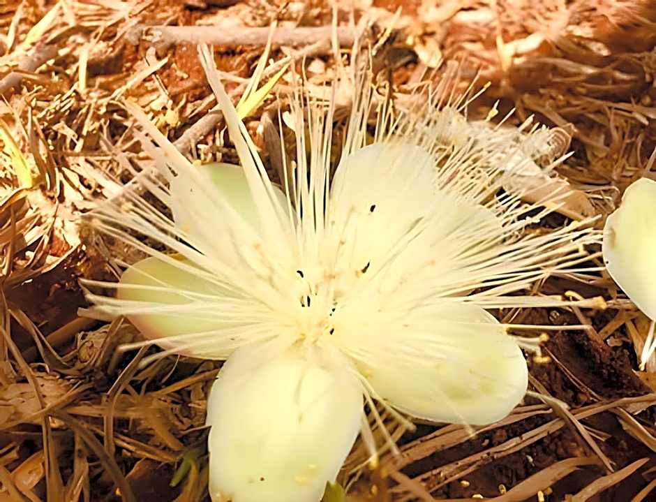 Bouganville Studio Brasília.