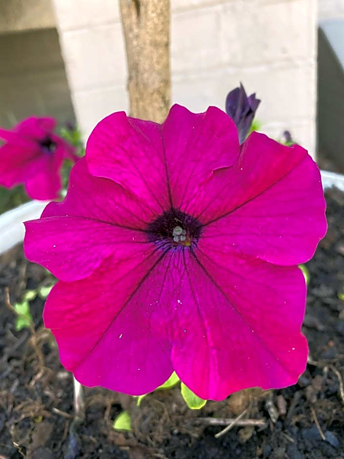 Oxford Lodge Vryheid