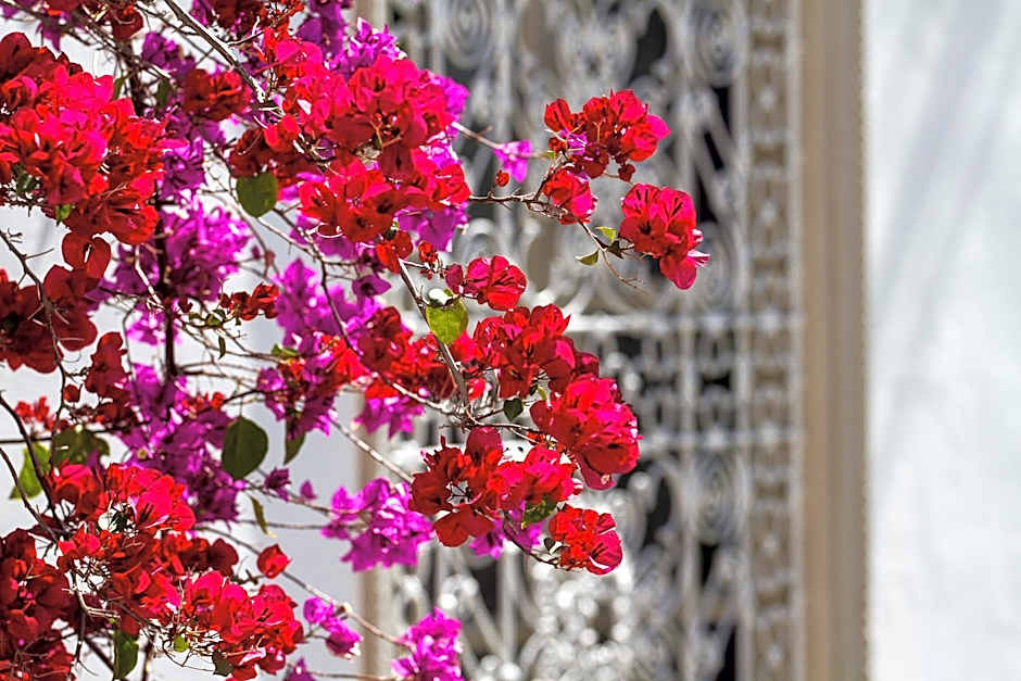 Riad Clémentine
