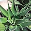 Aloe Vera Shared House