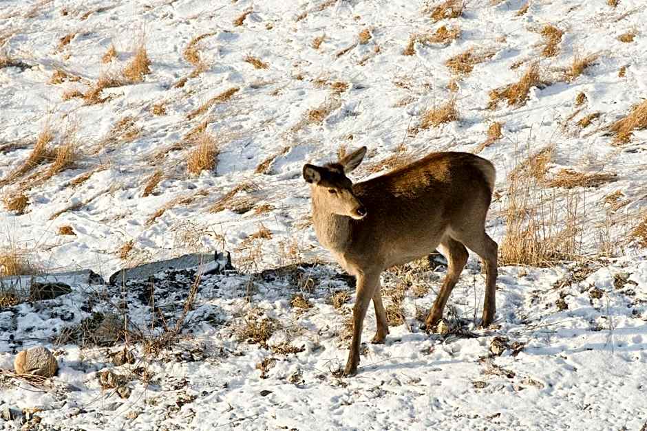 Apartamenty Maciejka Odkryj Zakopane