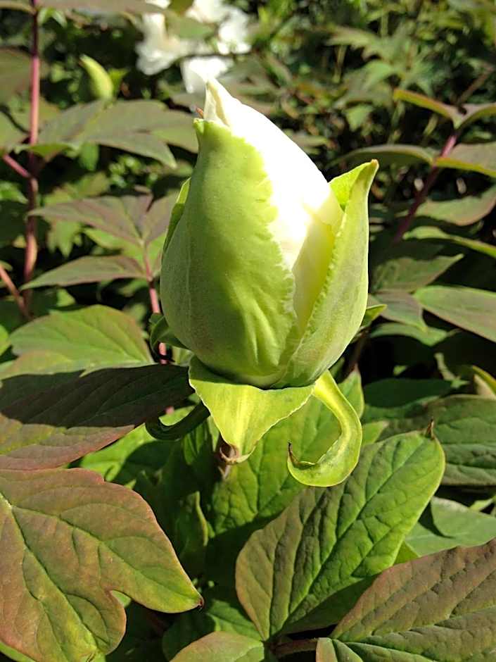 Relais Villa Annamaria Bed end Breakfast