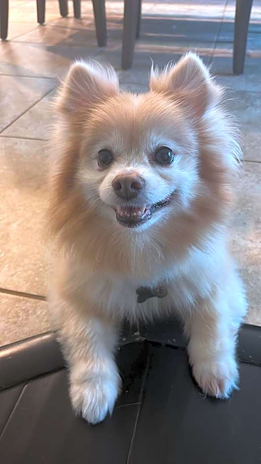 Inn On The Green Florida