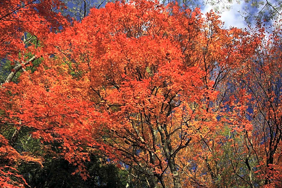 多武峰観光ホテル