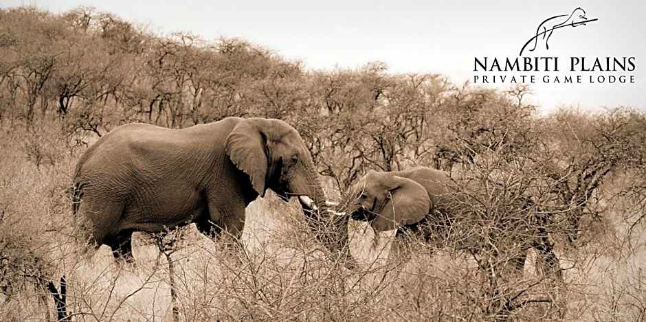 Nambiti Plains Lodge