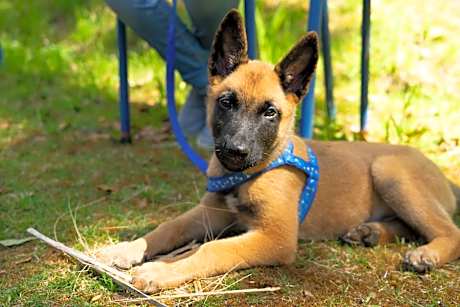 Dantica Cloud Forest Lodge
