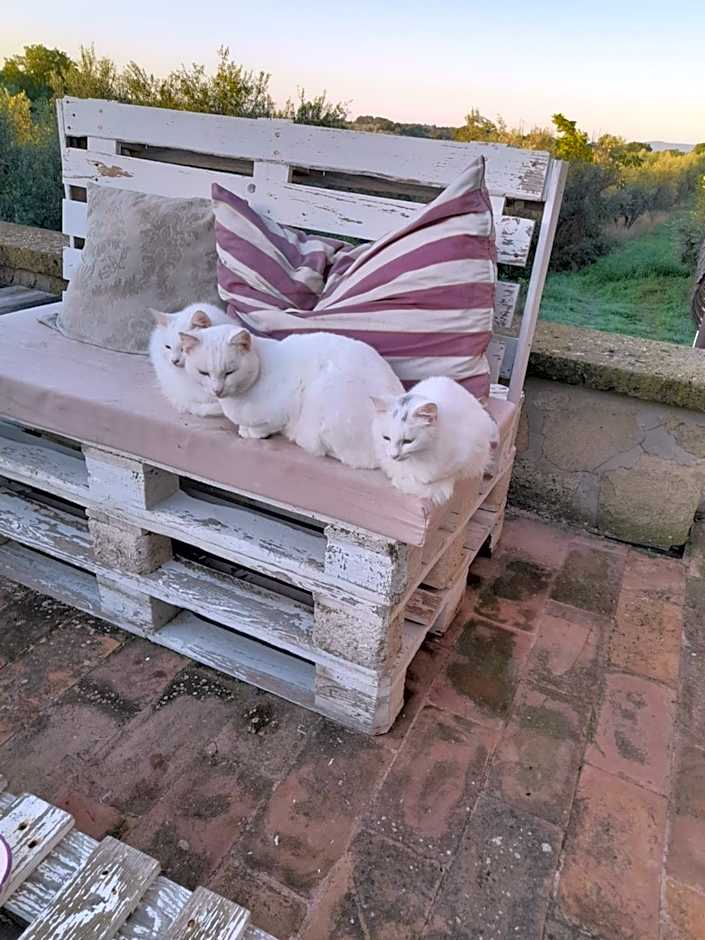 B&B Vallecupa