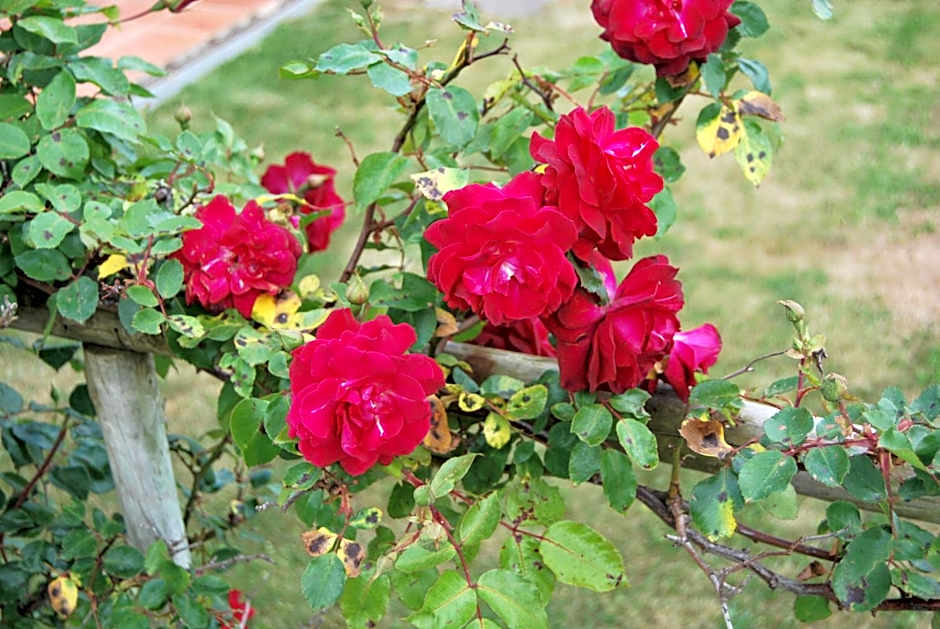 Apartamentos Turisticos Nossa Senhora Da Estrela