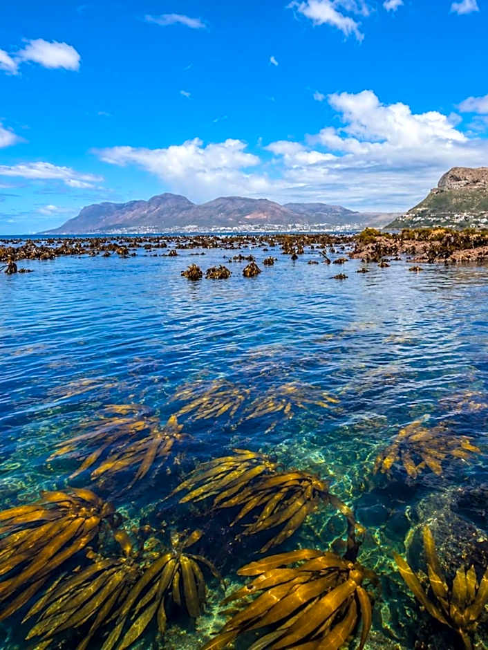Cape Nomads