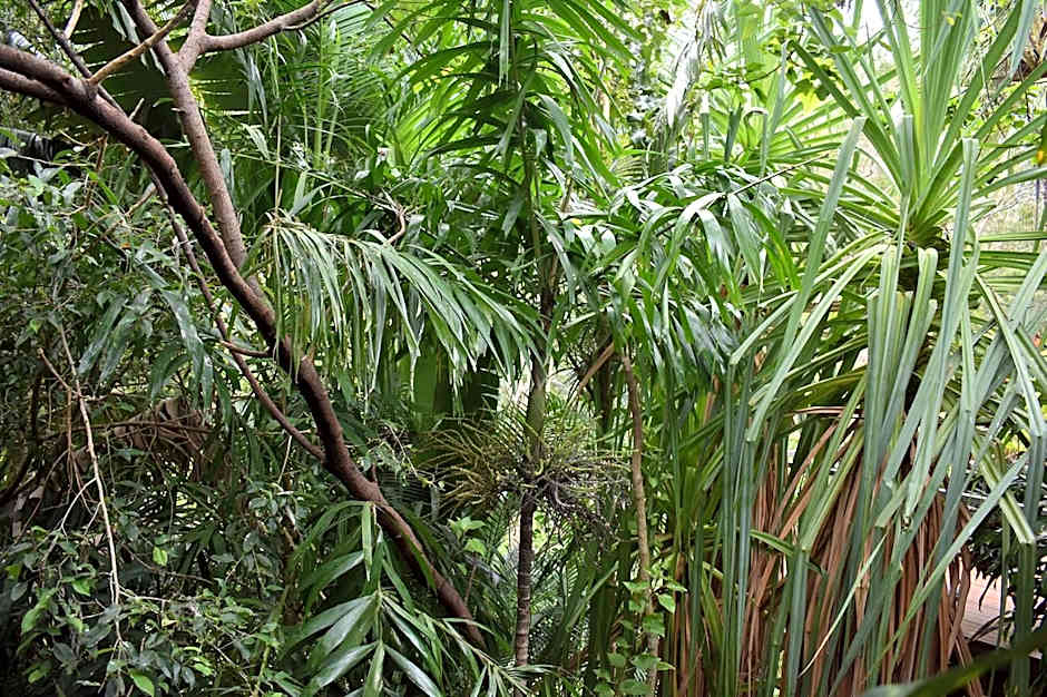 Oskar's Rain Forest Retreat