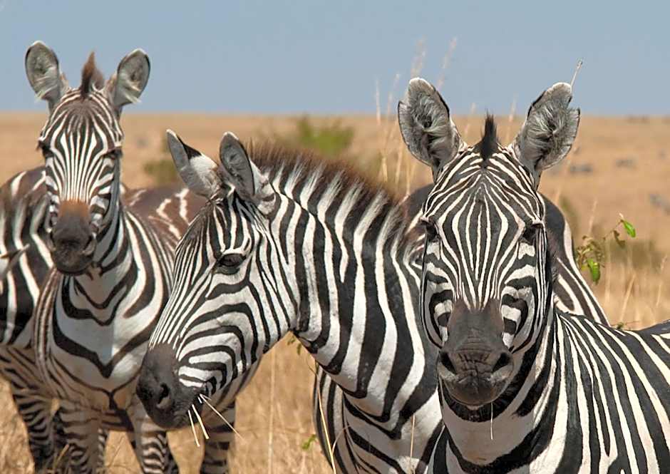 Tulani Boutique Lodge