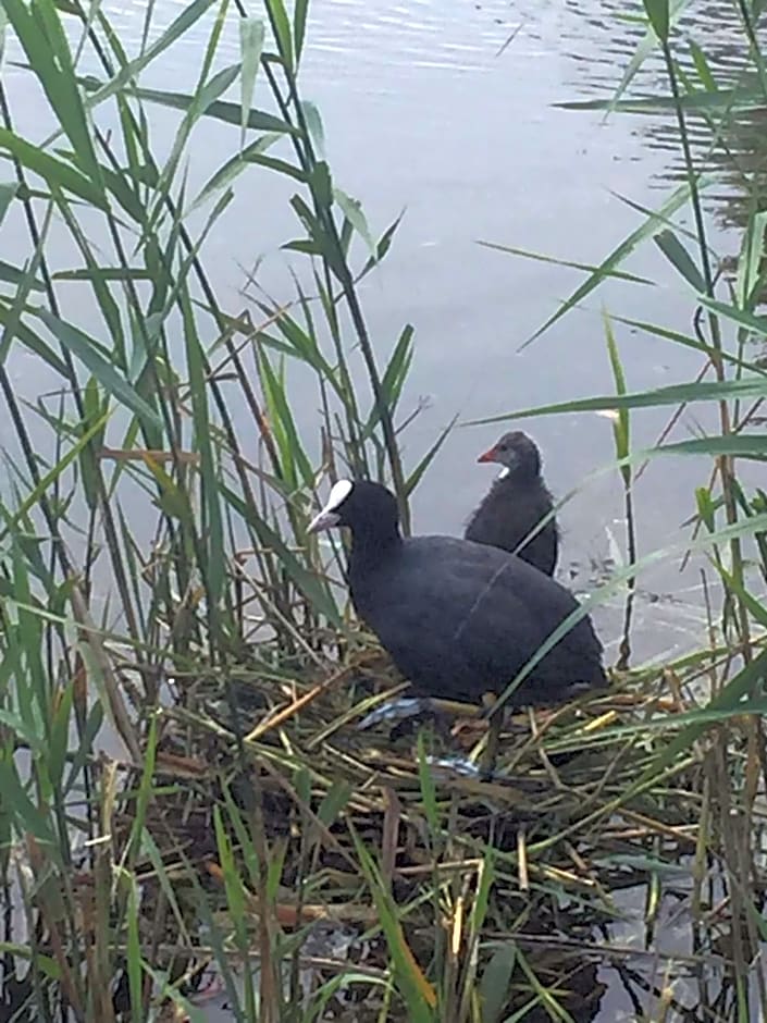 Logies De Meerkoet