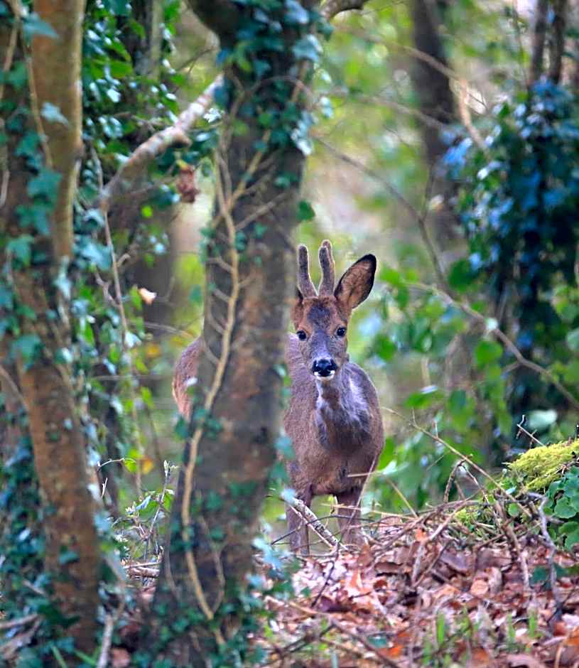 Aux Arbres Chanteurs