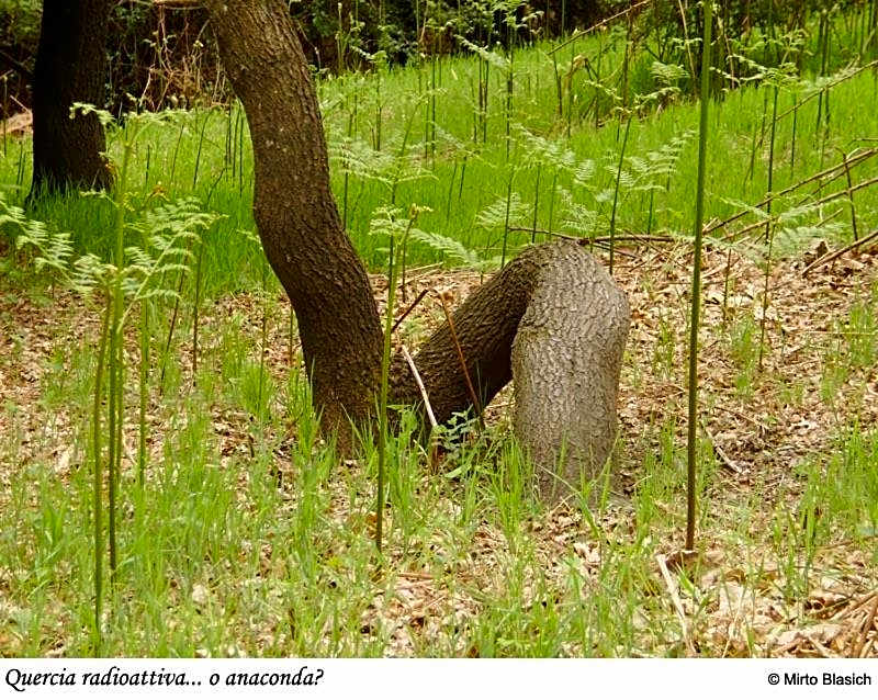 Albergo Ristorante Guidi