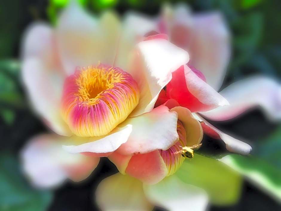 mist at Cape Tribulation