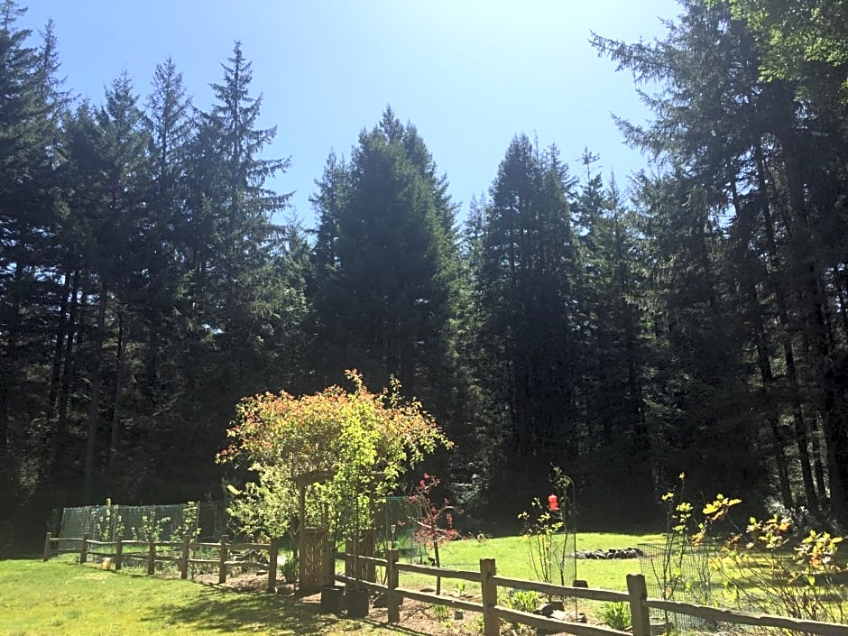Redwood forest