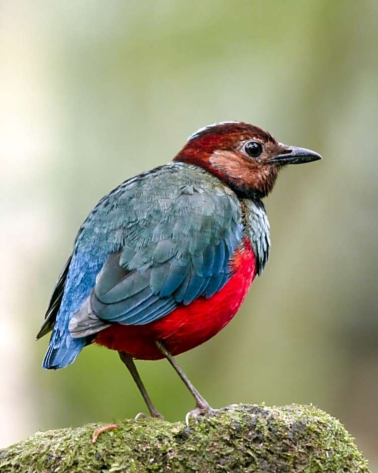 Tangkoko Ranger Homestay