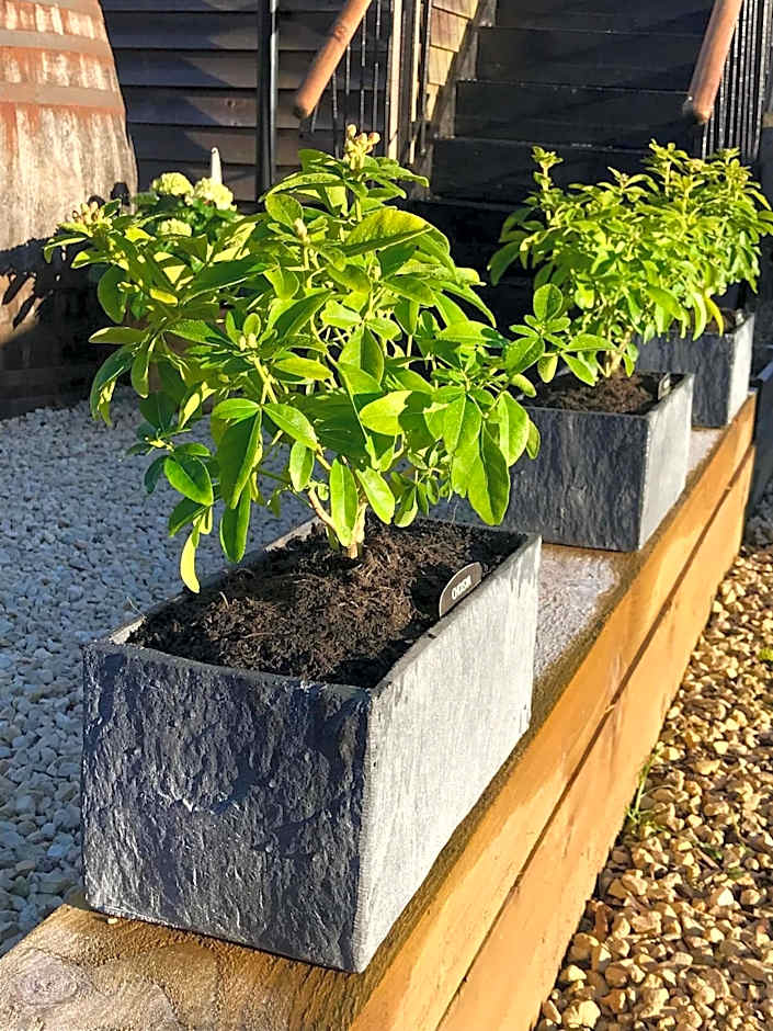 The Queen Matilda Country Rooms