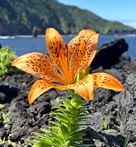 三浜館 伊豆大島