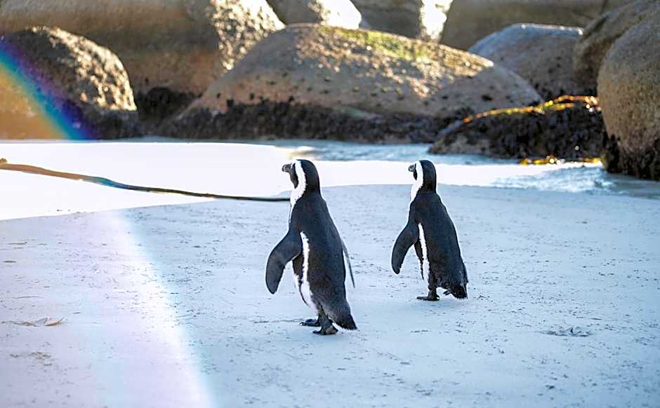 Bosky Dell on Boulders Beach