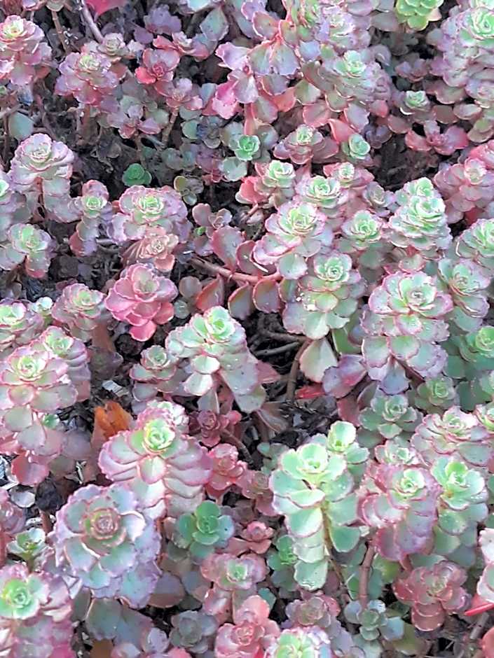 Le Bois des Chambres