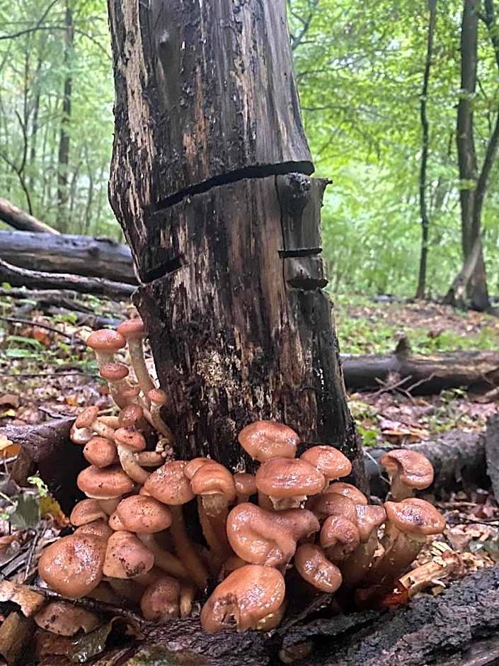 Agroturystyka Zacisze Guciów