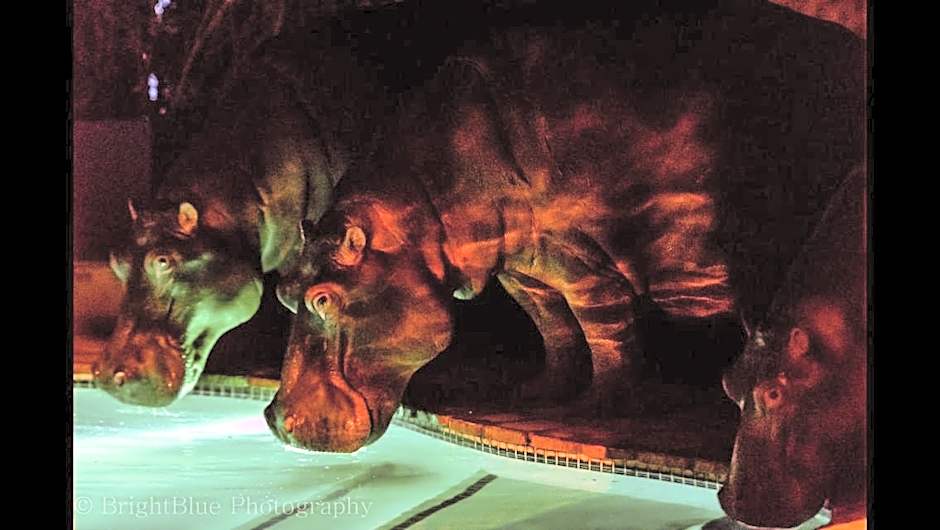 Ingwenya Lodge St Lucia