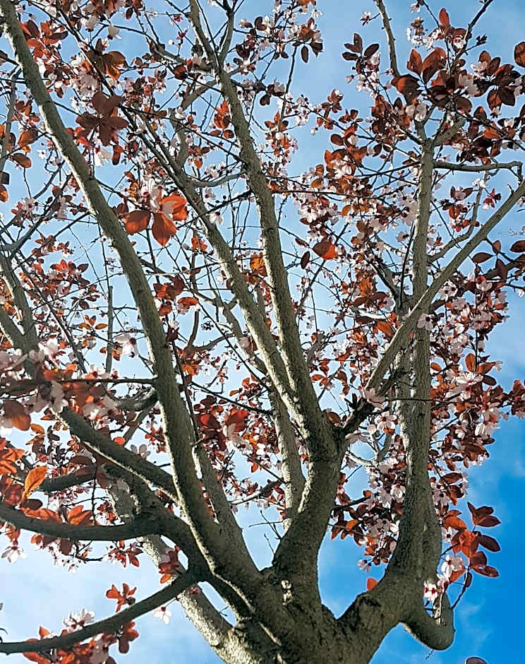 Apanemia by Flegra Hotels