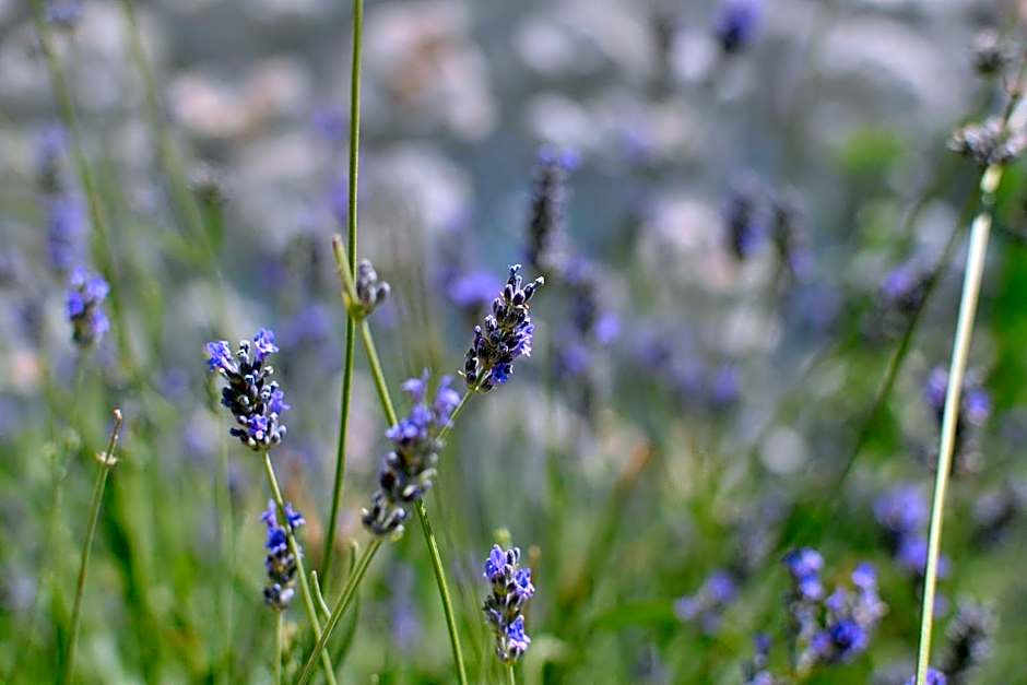 Friesenhof Hotel-Restaurant-Reitanlage