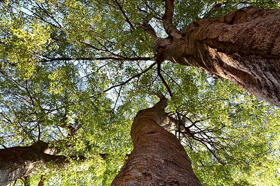 Monestir de Les Avellanes