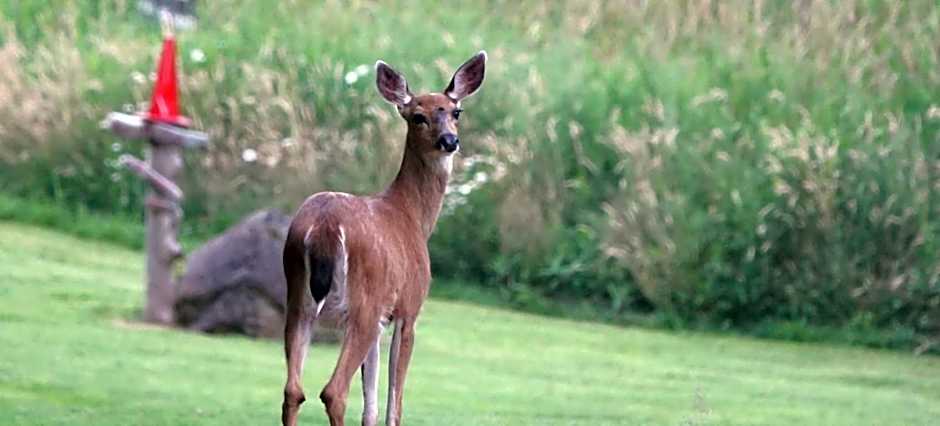 Beaver Hut Bed And Breakfast