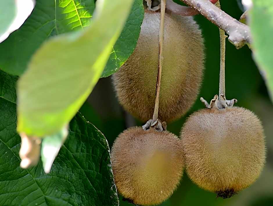 Senler Boutique Hotel