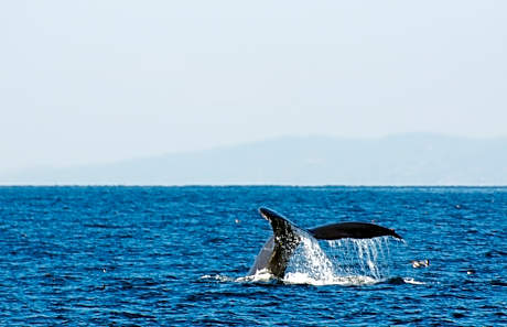 SookePoint Ocean Cottage Resort