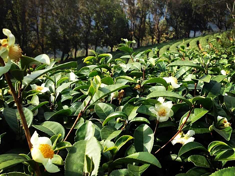 Wang Put Tan Boutique Hotel